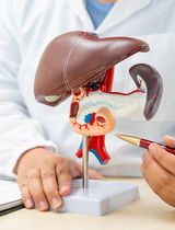 Leber in Balance – Schlüssel zur Gesundheit